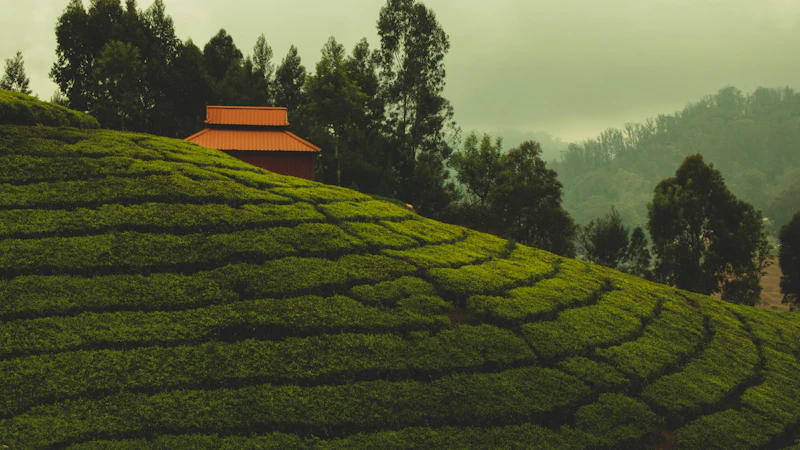 Best Pubs in Ooty: Where Locals Actually Drink