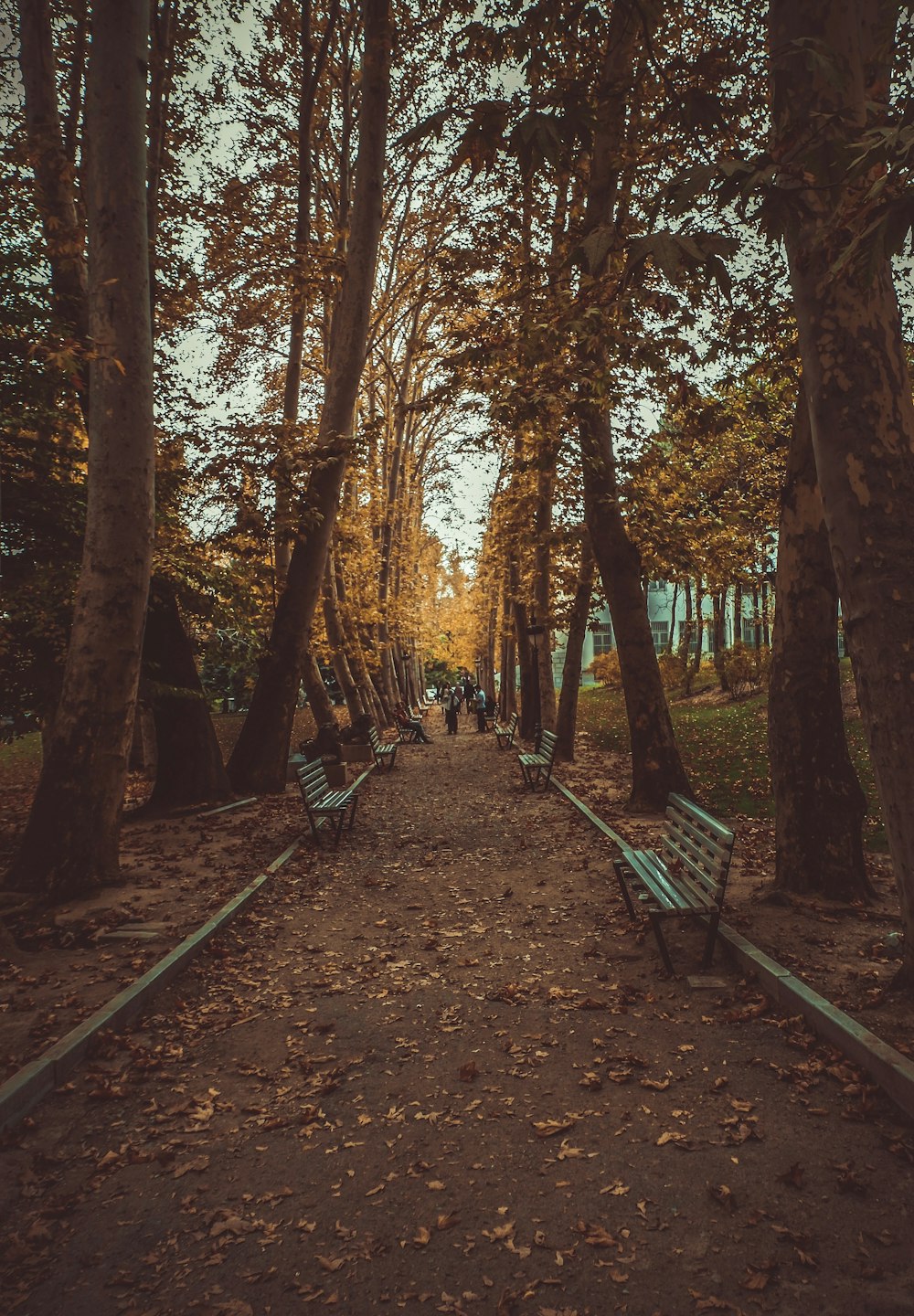 brown bench beside green-leafed tree