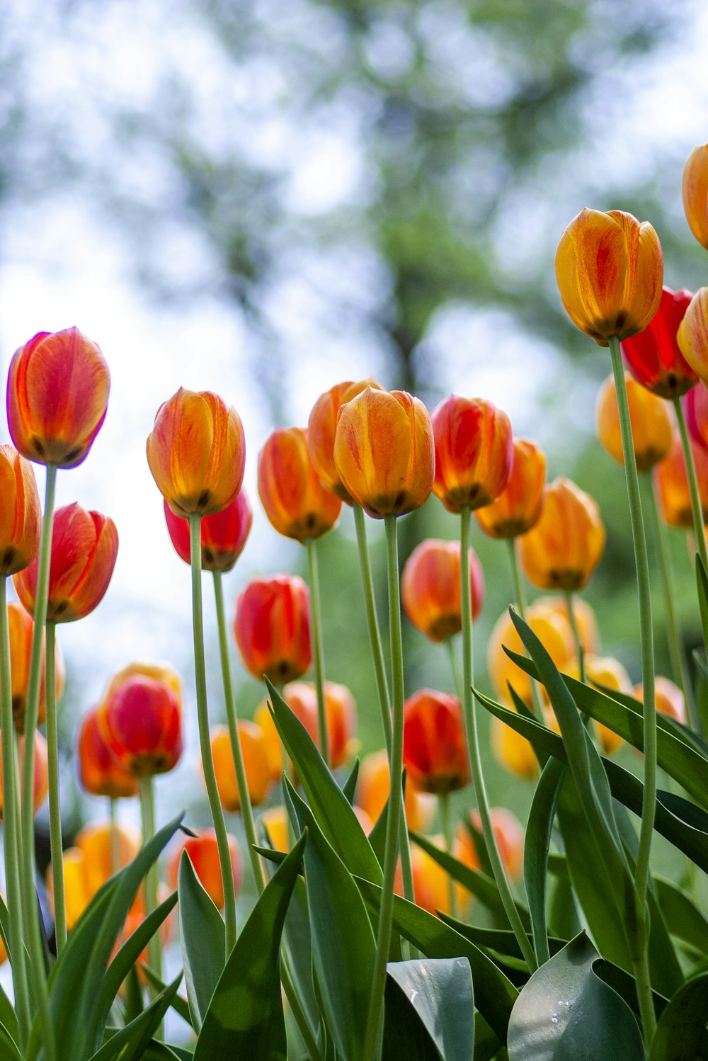 orange tulips selective focus photo