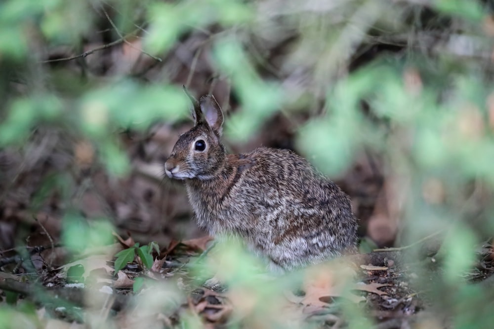 brown rabbit photography