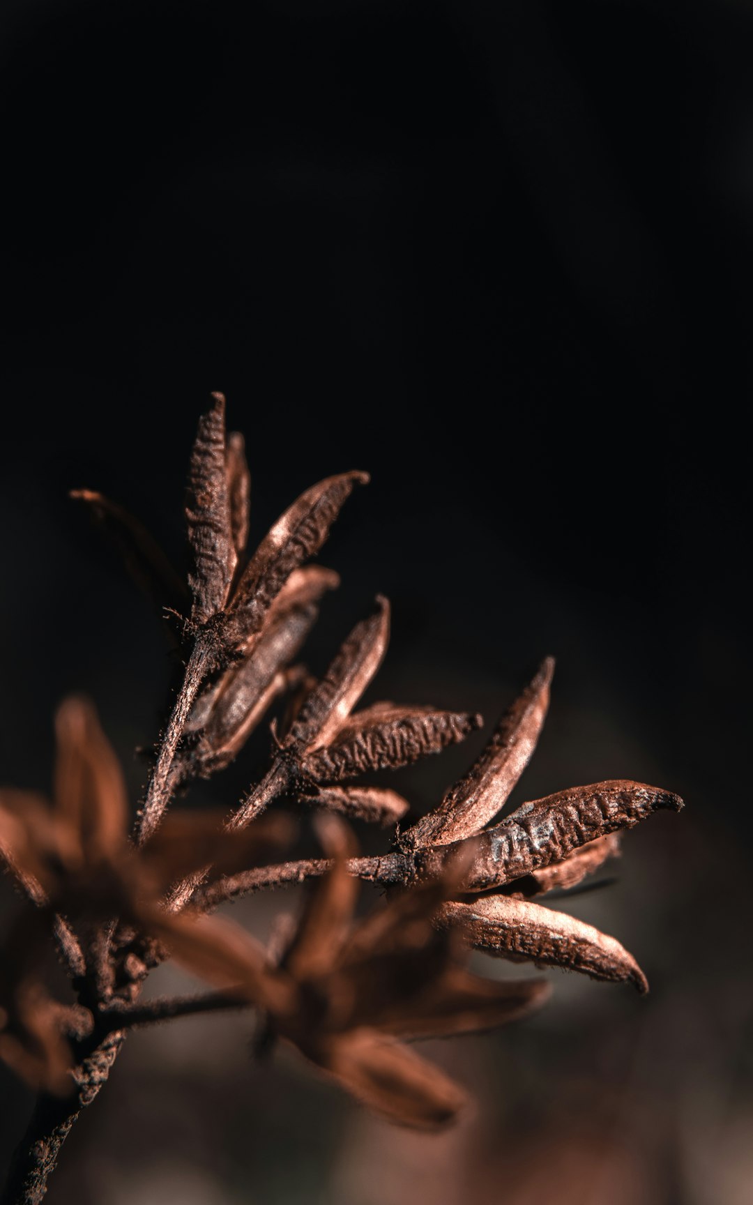 selective focus photo of brown plant