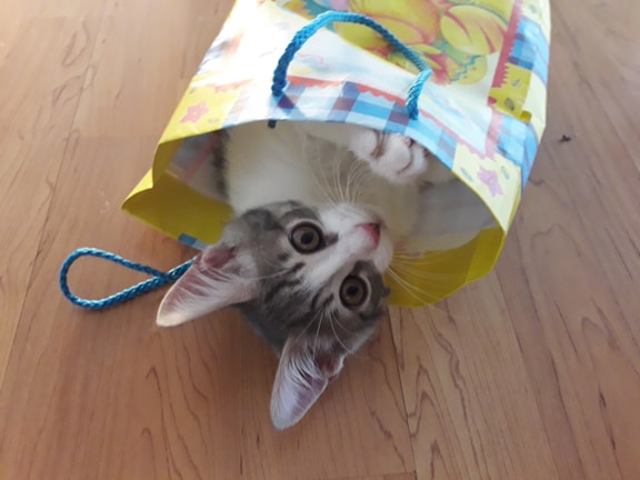 A playful kitten peeking out from behind a stack of Purrfect Bites takeout containers.