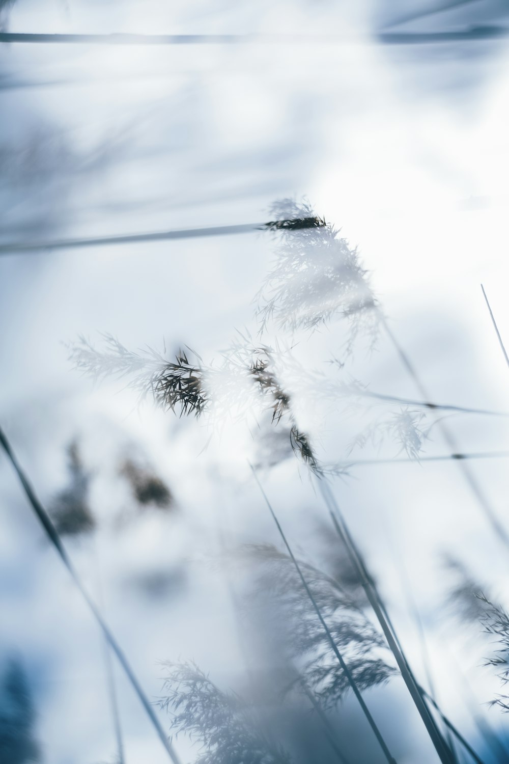 背の高い草の束のぼやけた写真