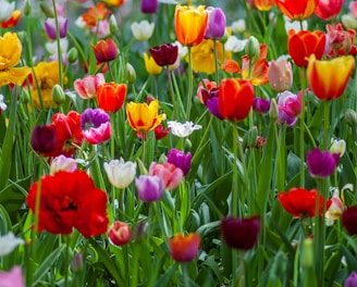 assorted-color tuliips