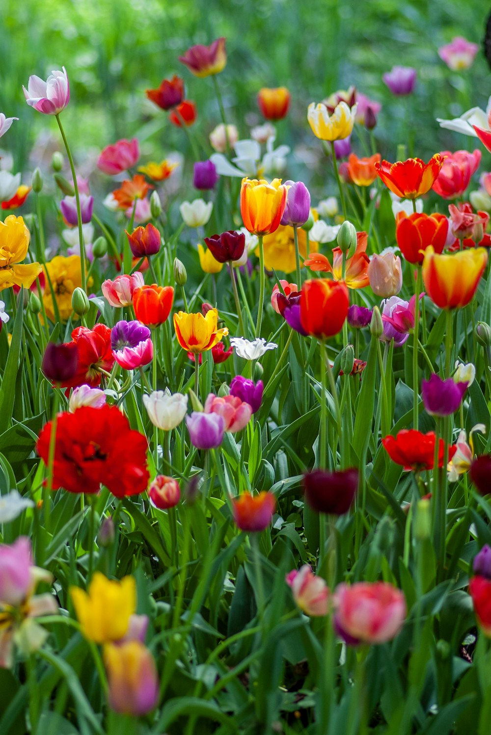 tulipanes de varios colores