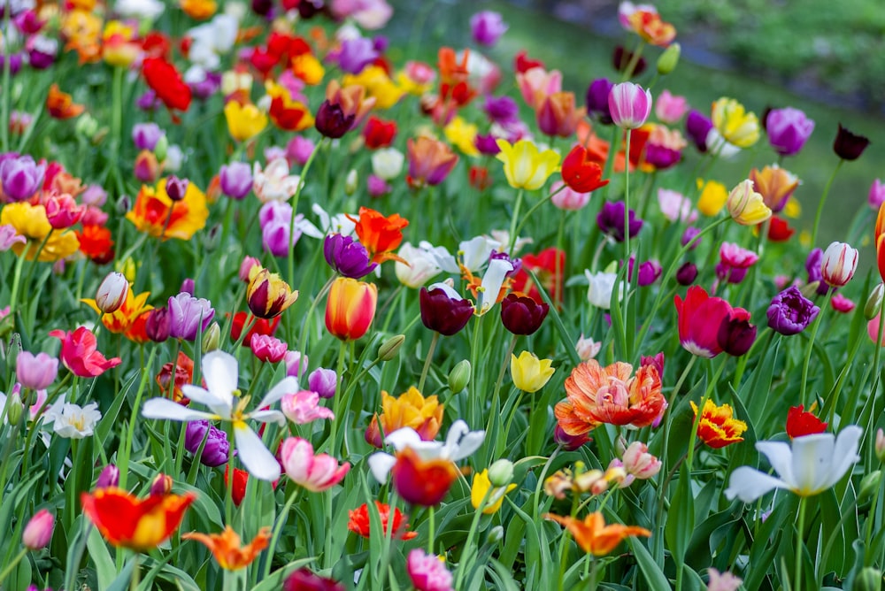 Campo de flores de cores variadas