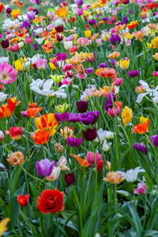 assorted-color flowers