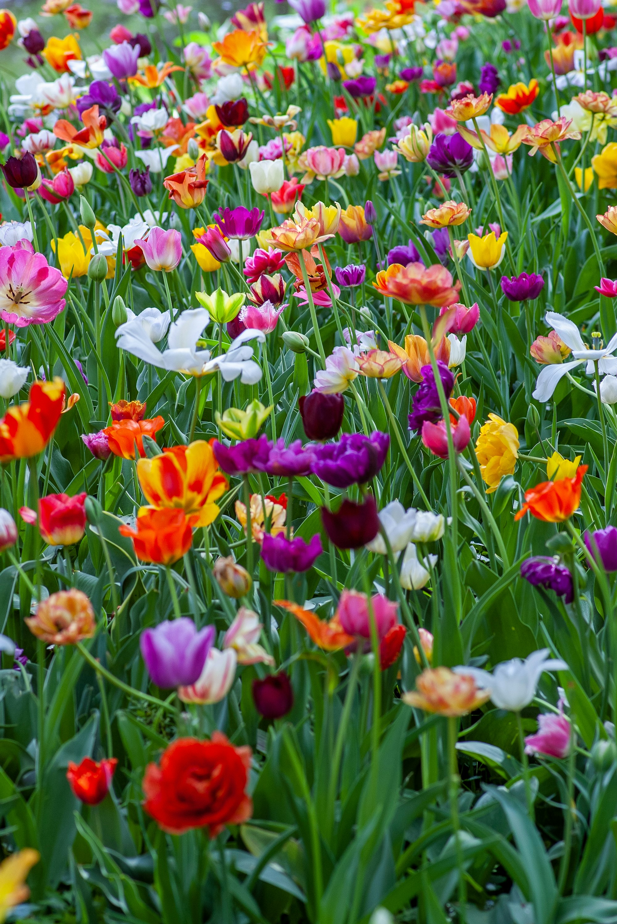 Colorful tulips in spring garden