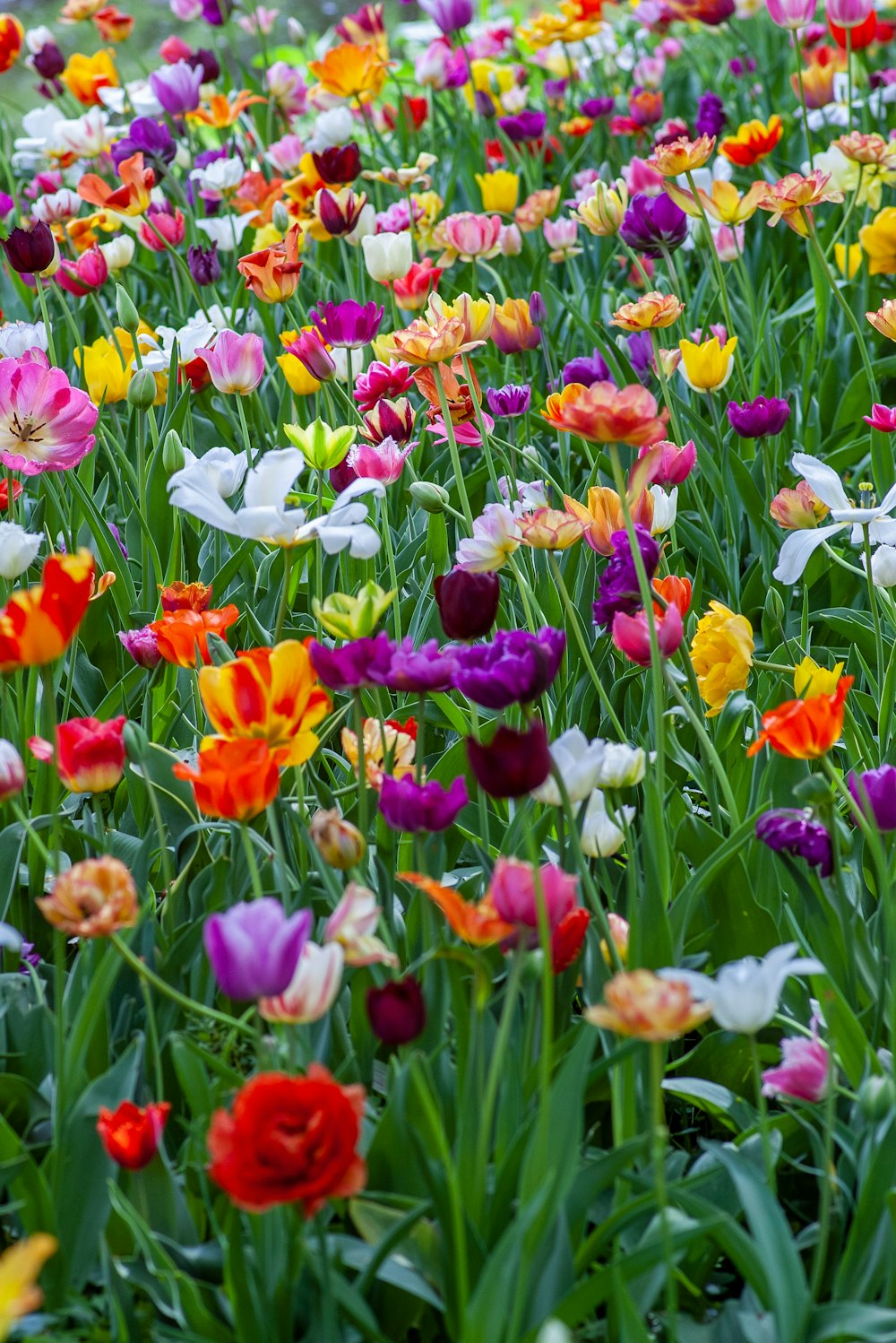 Más de 1500 fotos de jardines de flores | Descargar imágenes gratis en  Unsplash