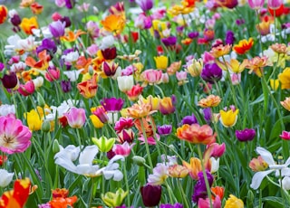 assorted-color flowers