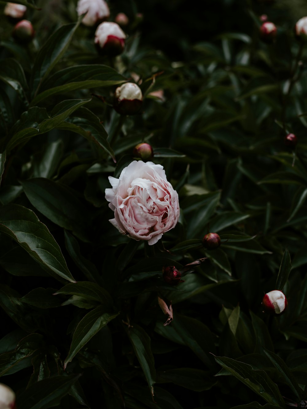 pink peonies