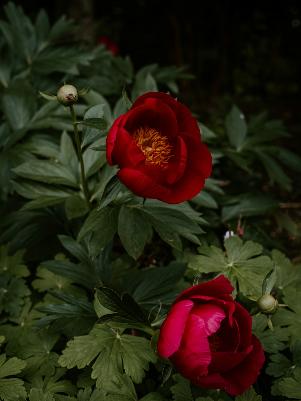 red roses