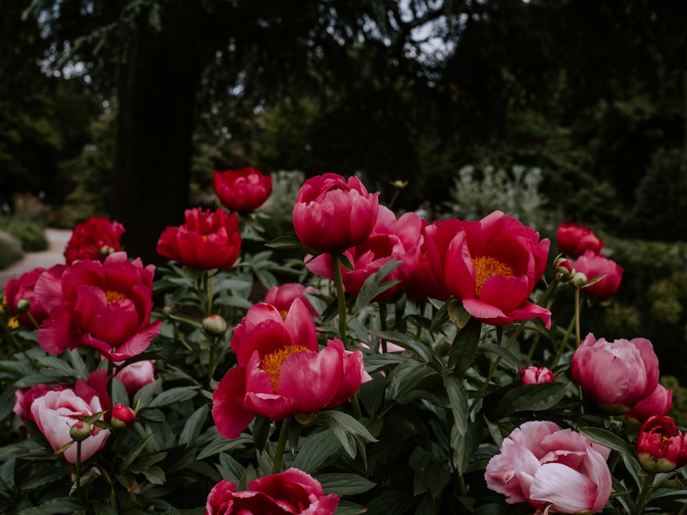 red-petaled flowers