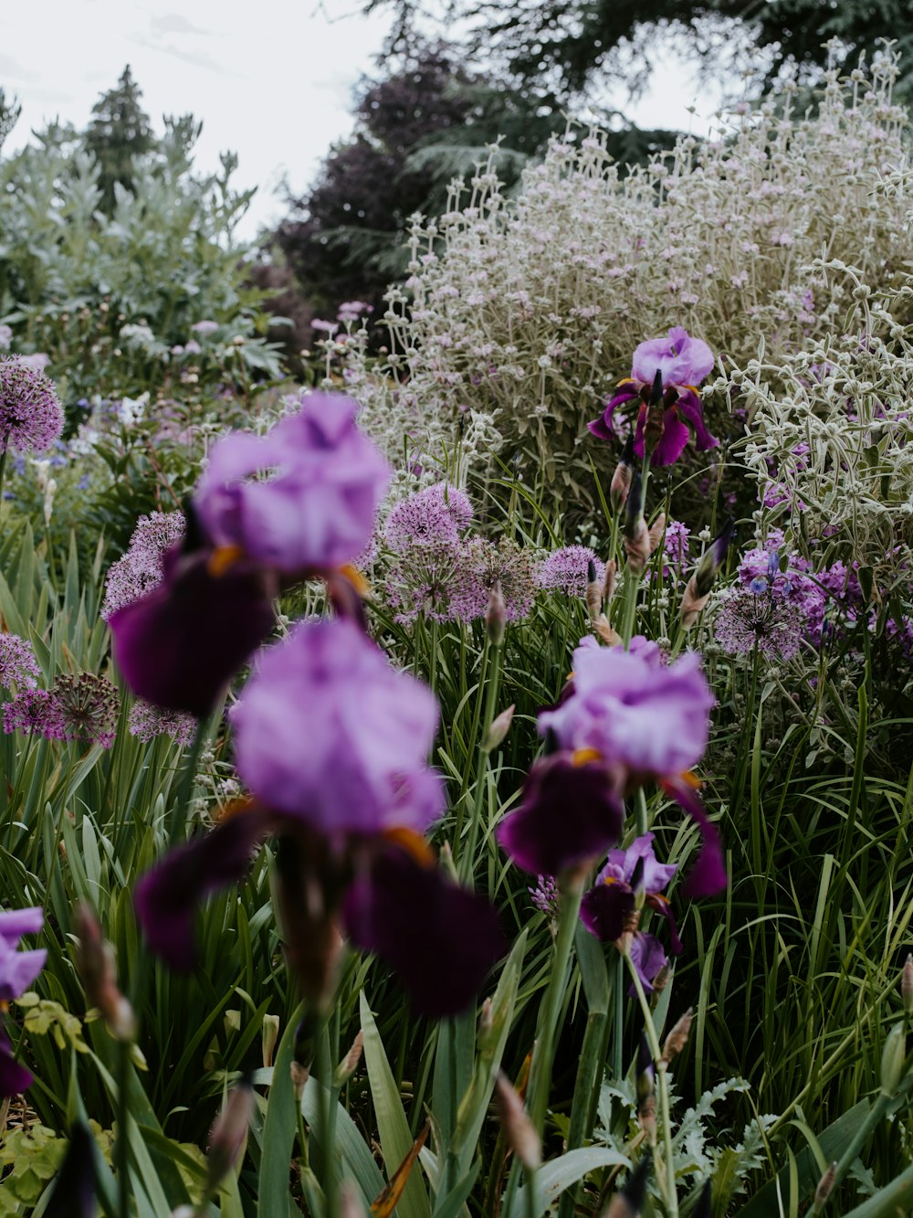 purple-petaled flowers