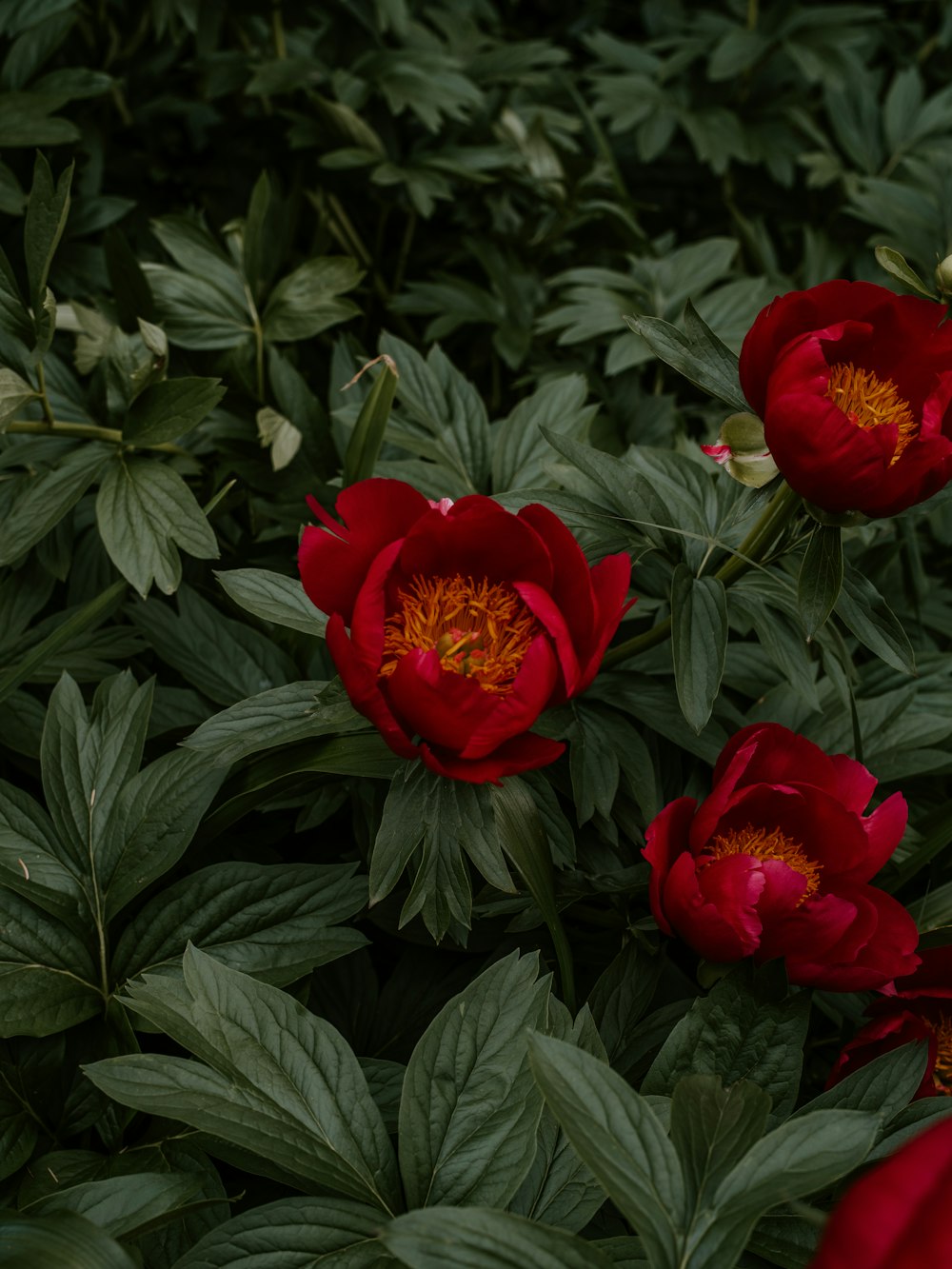 red flowering garden plants