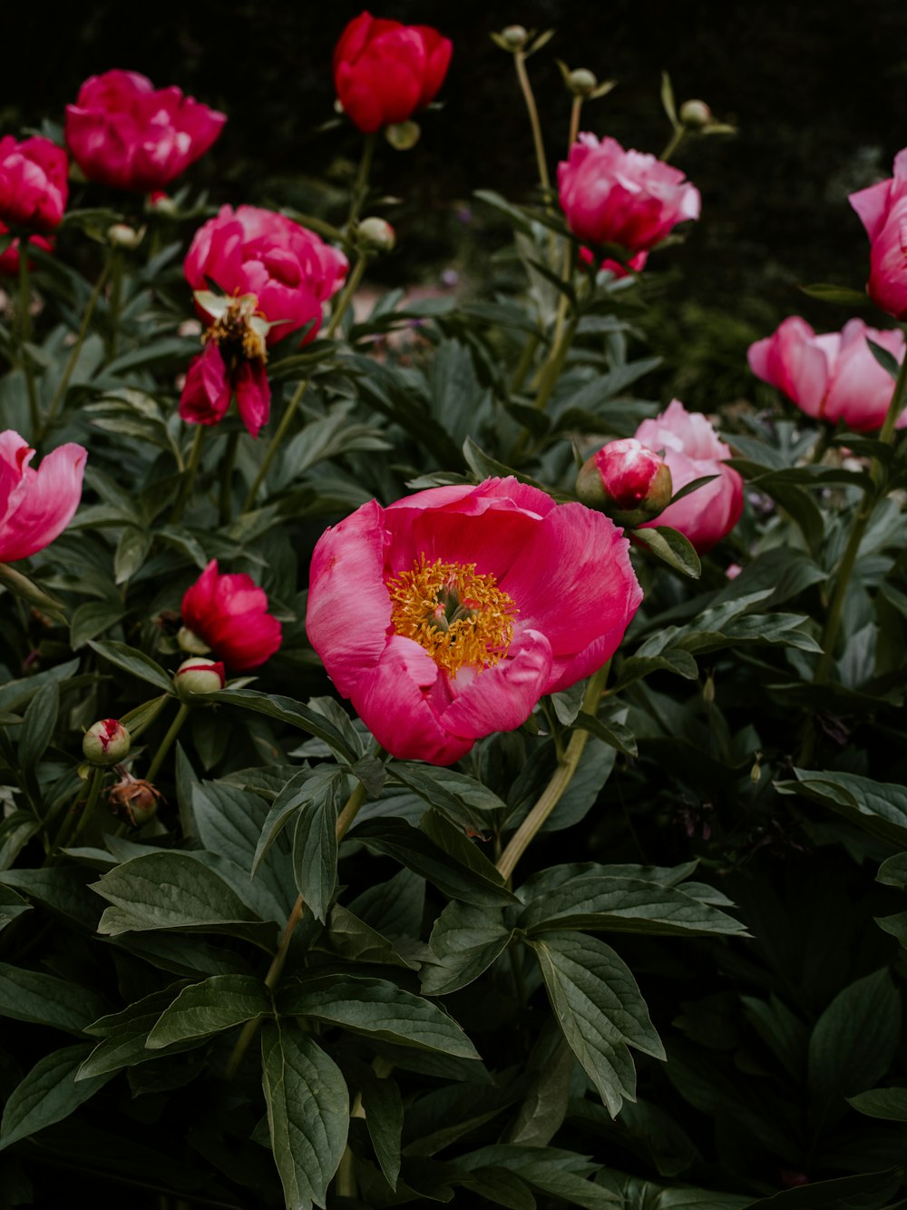 red petaled flower