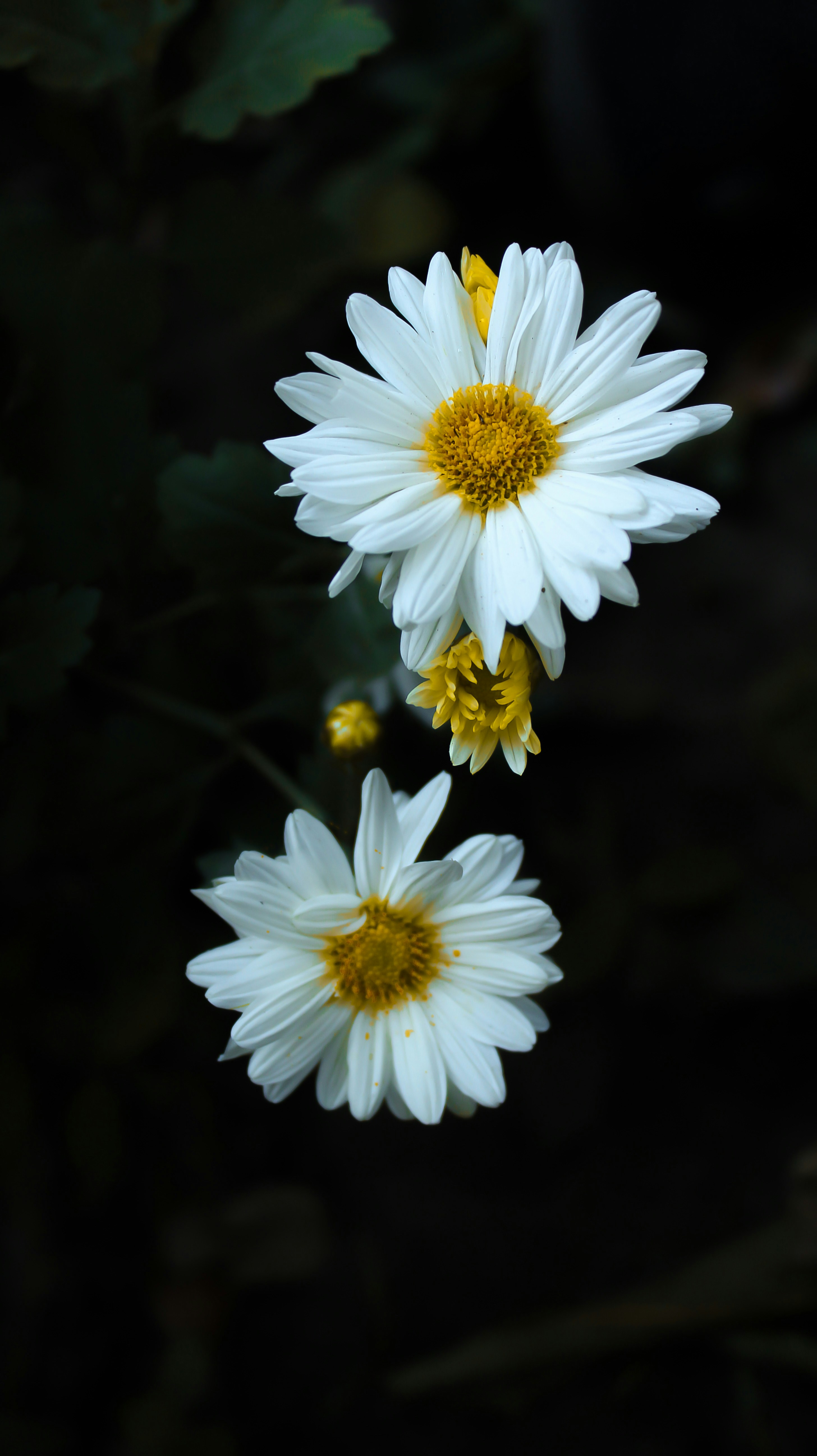 白い菊の花の写真 Unsplashで見つける工場の無料写真