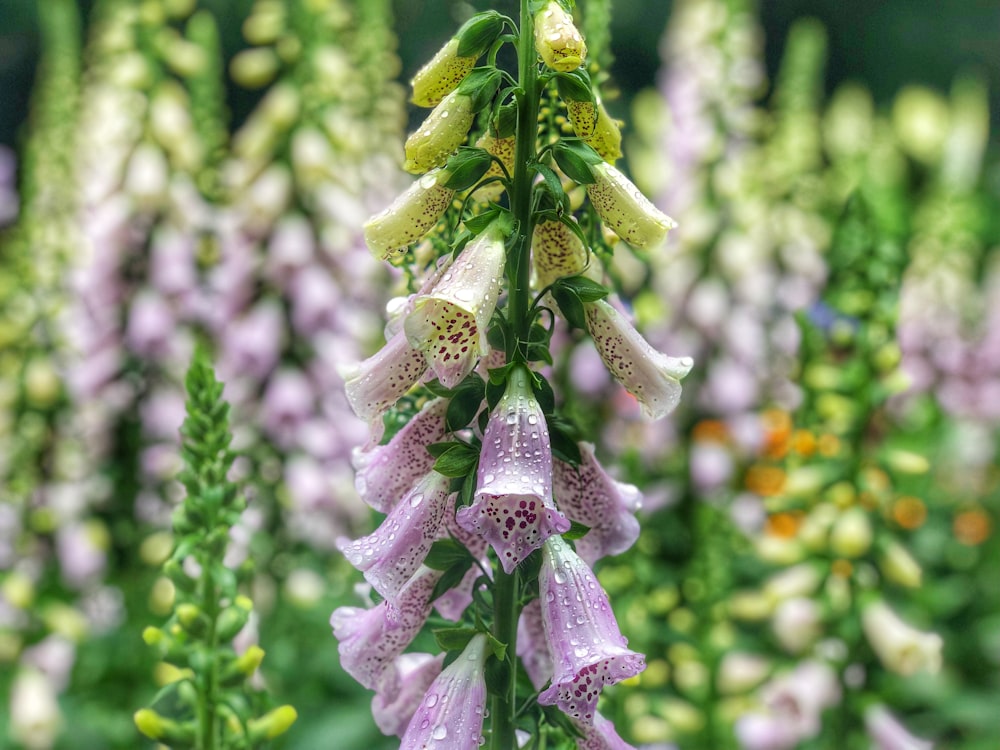 purple-petaled flowers