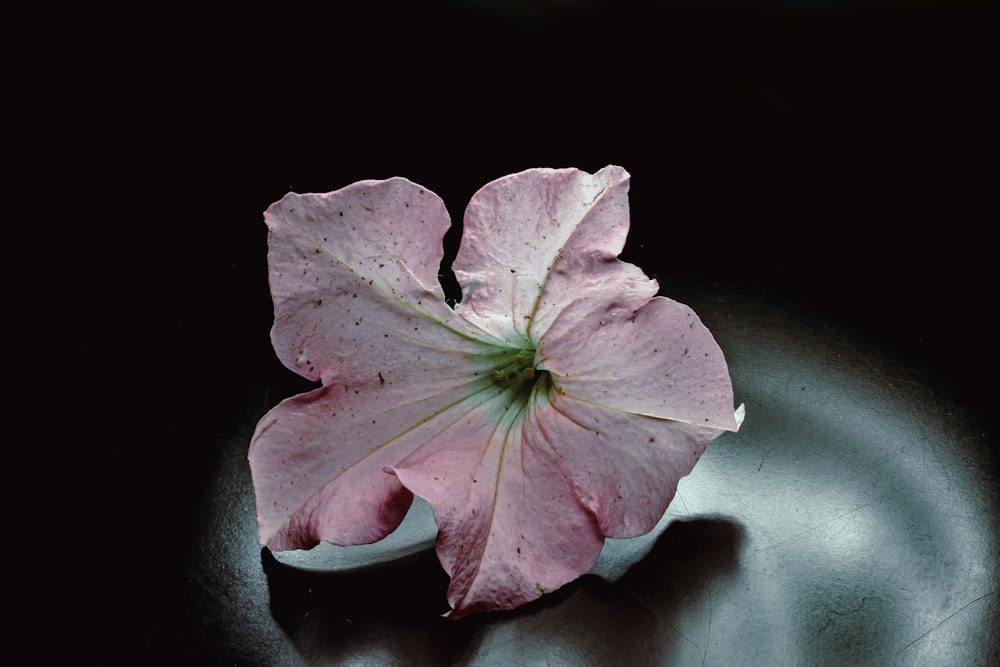 pink-petaled flower