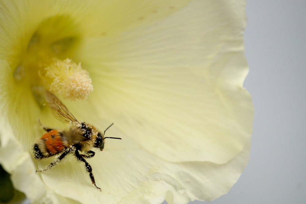 fotografia macro di ape su fiore dai petali bianchi