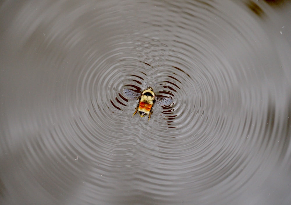 ein gelbes Objekt, das in einem Gewässer schwimmt