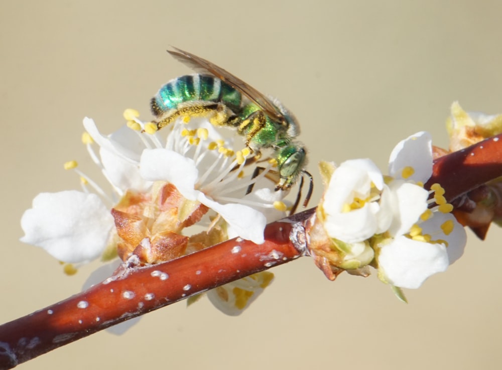 花に捕らえられたミツバチのマクロ撮影