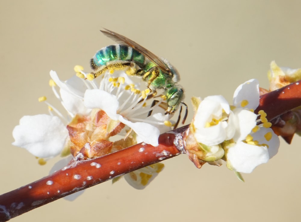 Makrofotografie der Biene auf Blumen