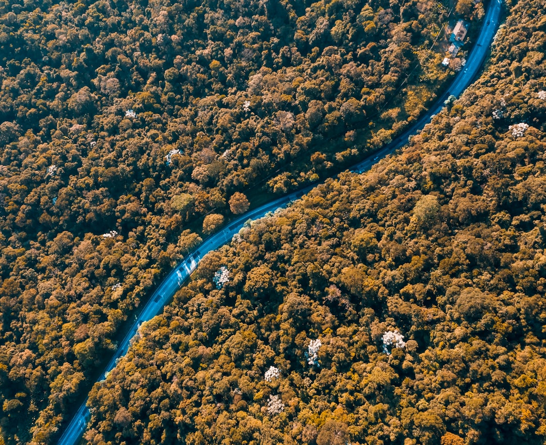 aerial photo of road and trees