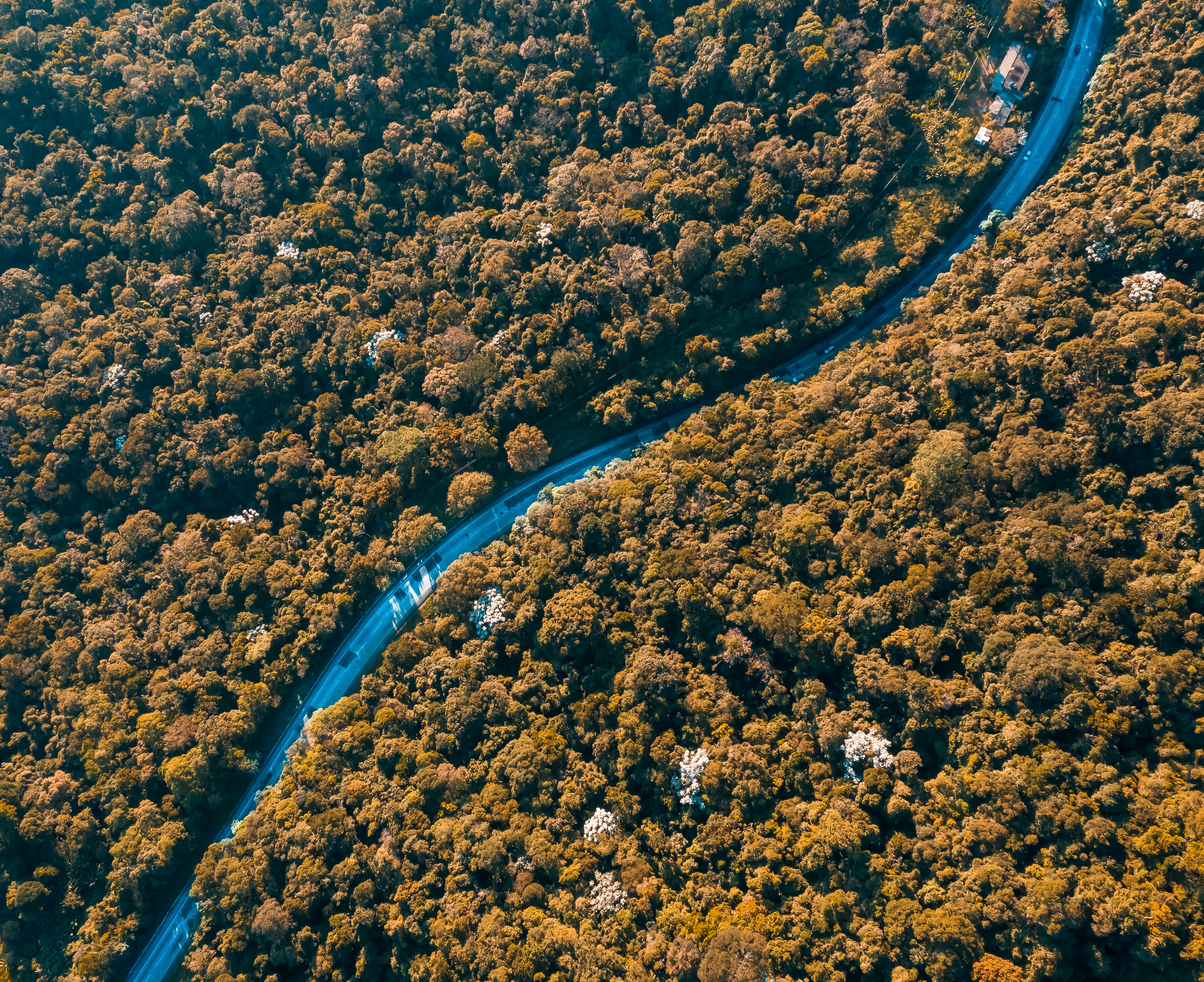 aerial photo of road and trees