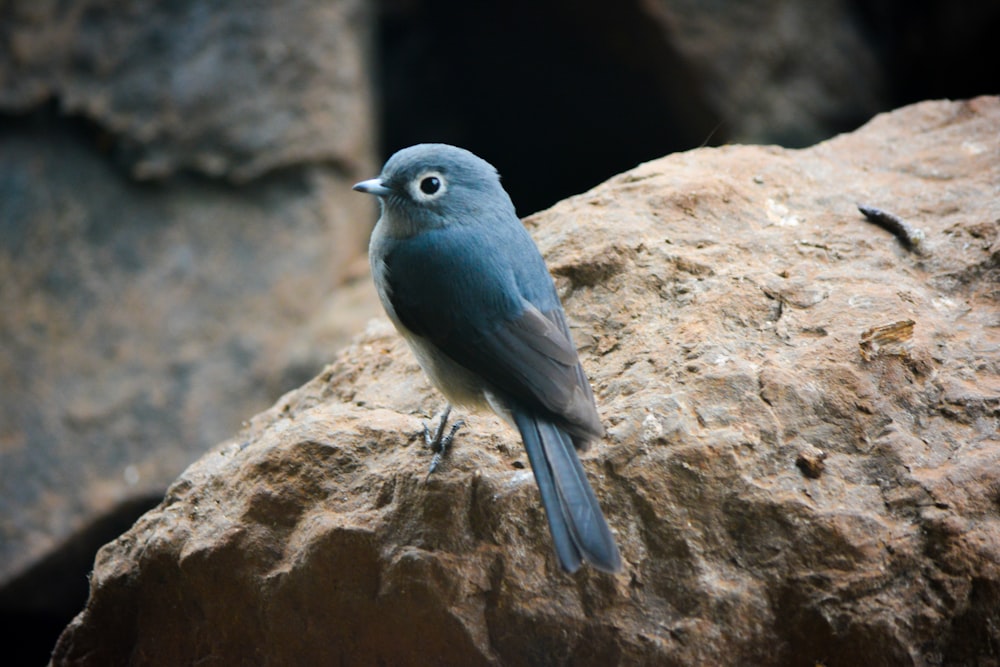 Blauer Vogel sitzt auf braunem Felsen