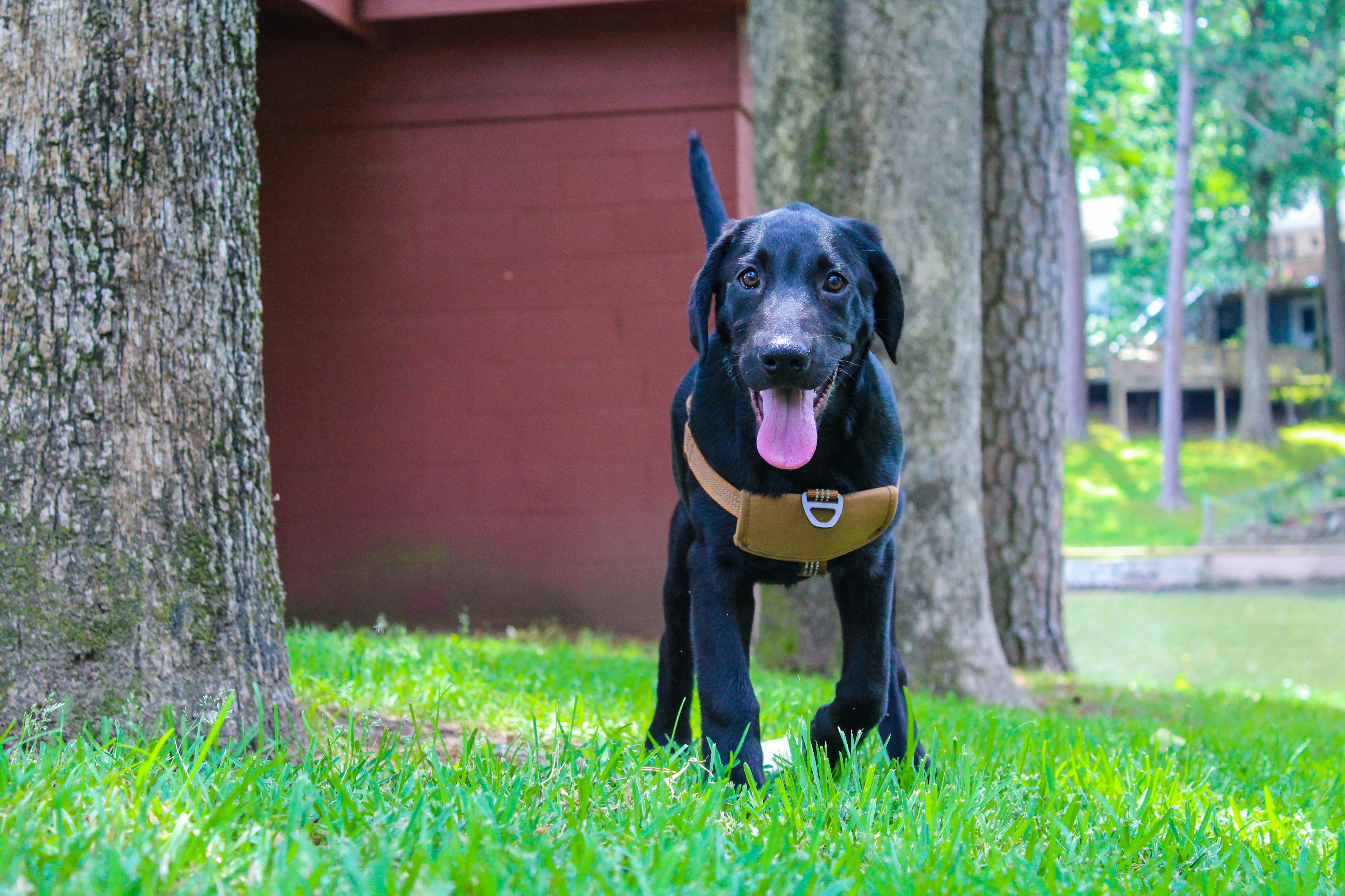 short-coated black dog near tree