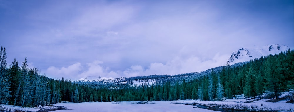 alberi nella stagione invernale