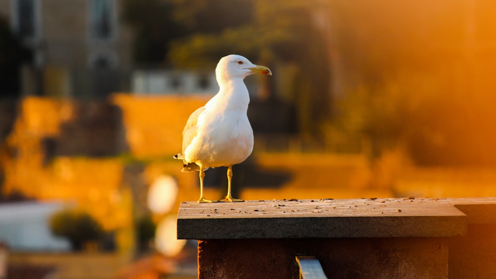 white bird on wooden surface
