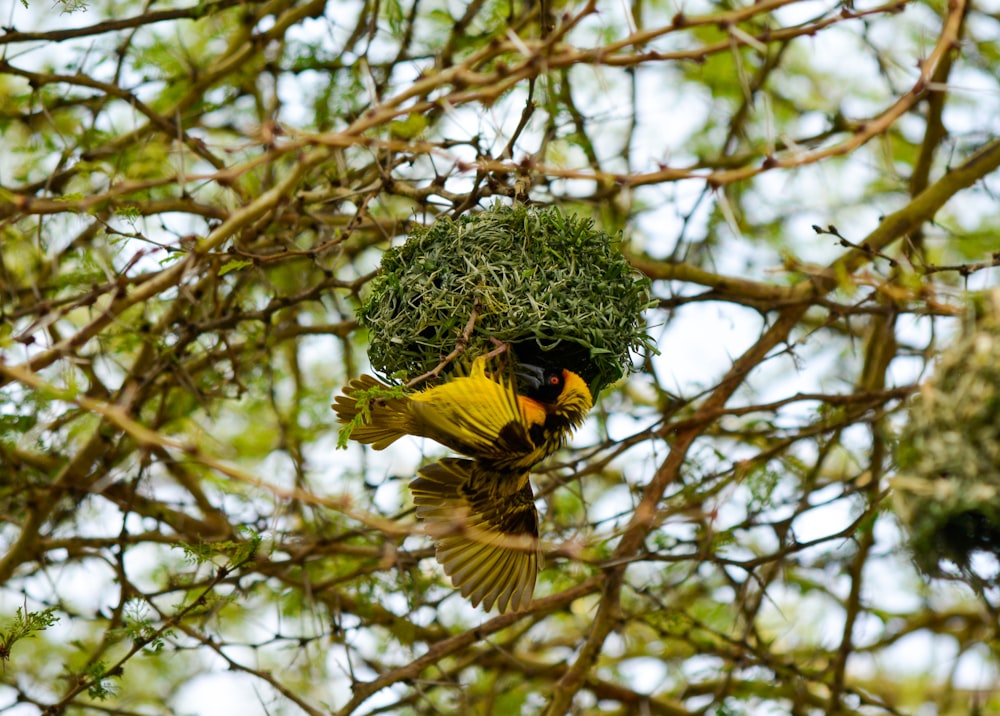 yellow bird on branch