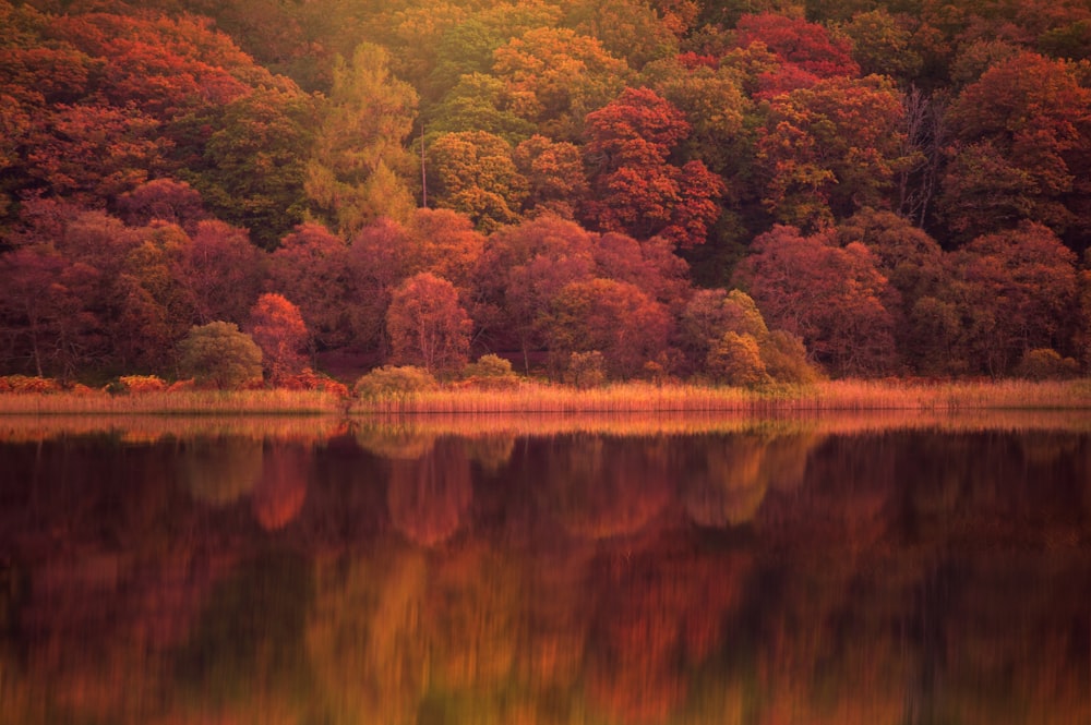 green-leafed trees