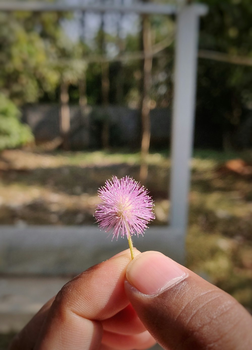 pink flower