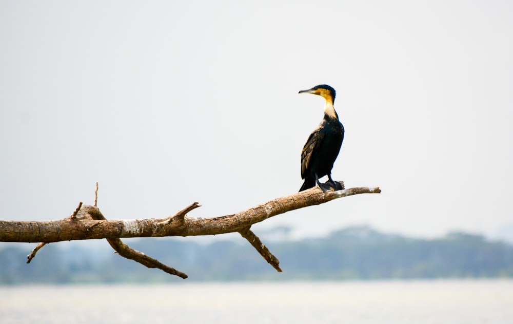 black and yellow bird on tree branch