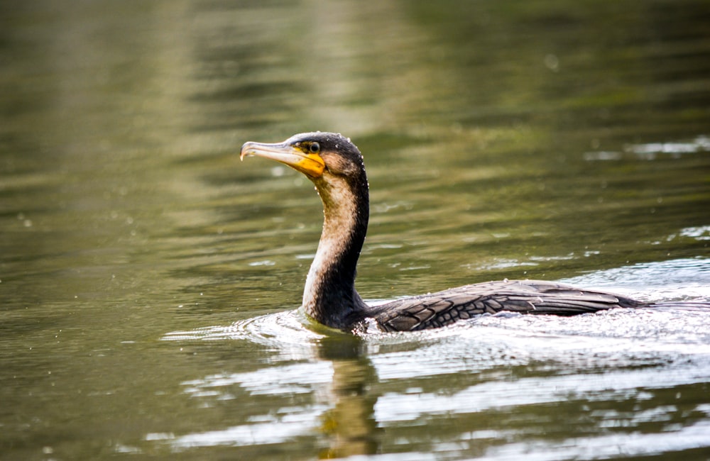 duck on water