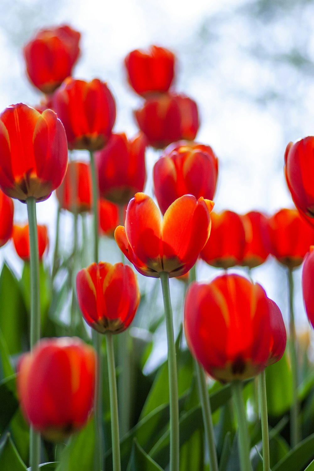 red-petaled flowers