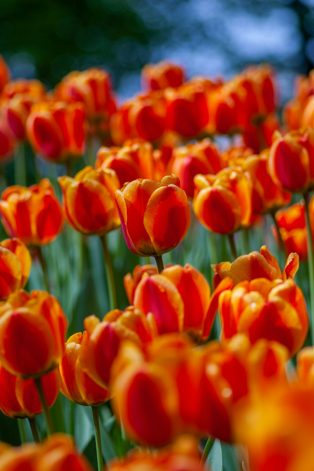 red-and-orange Tulips
