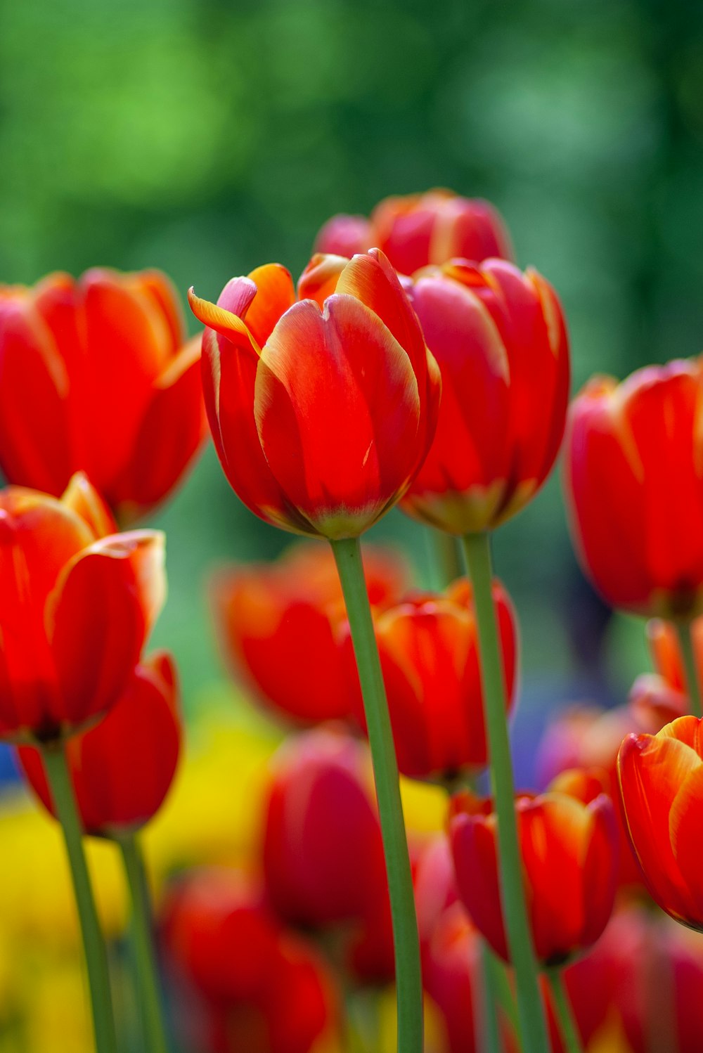 red tulips