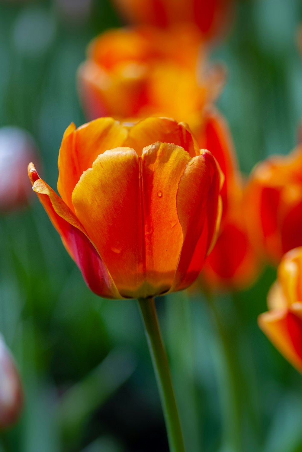 yellow petaled flower