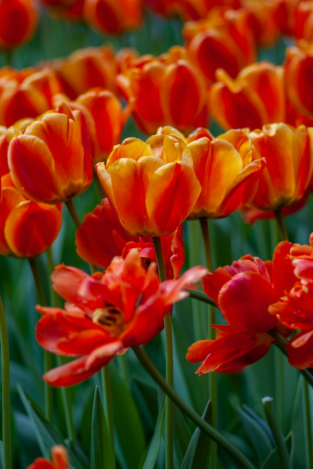 red-and-yellow petaled flowes