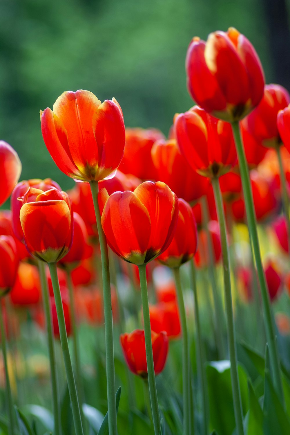 red tulip flower