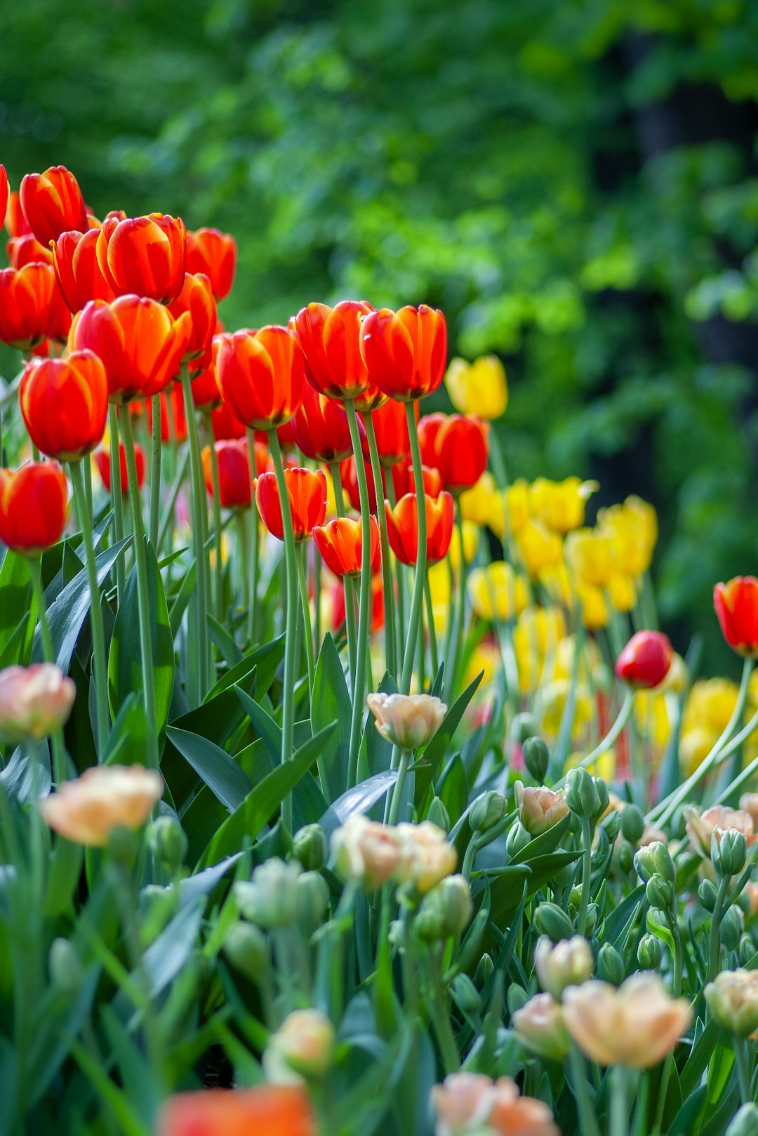 yellow and red tulips