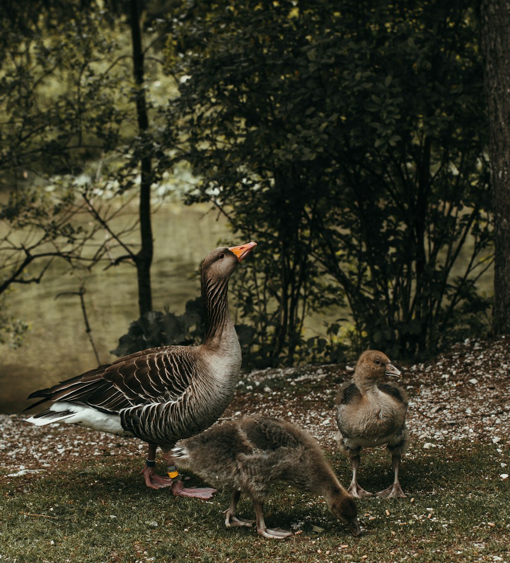 brown duck near plant