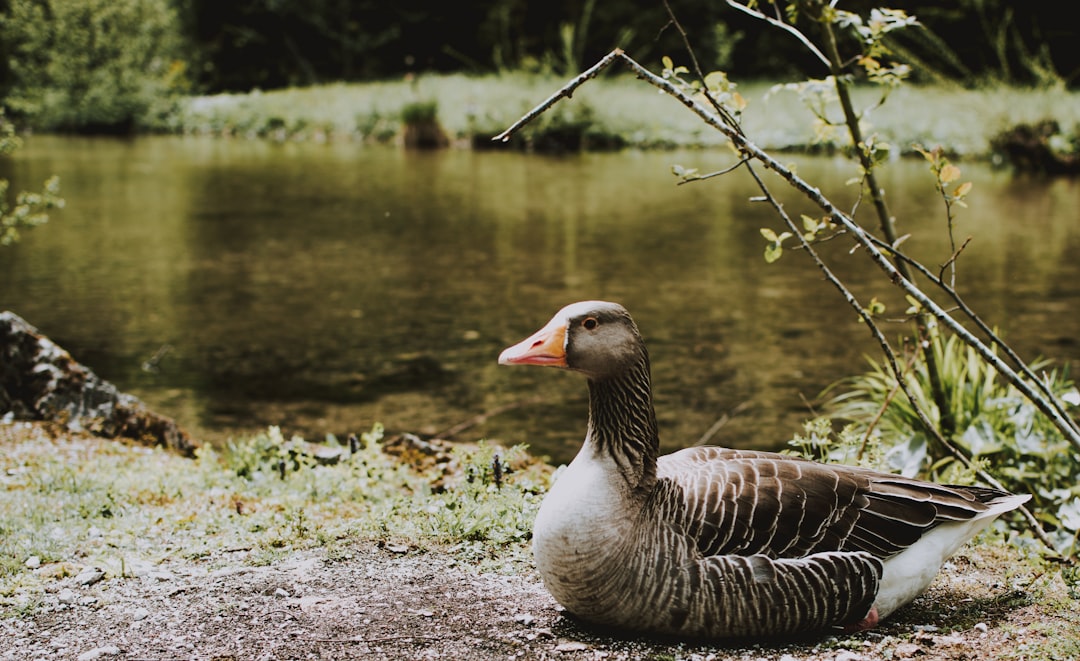 brown duck near body of water