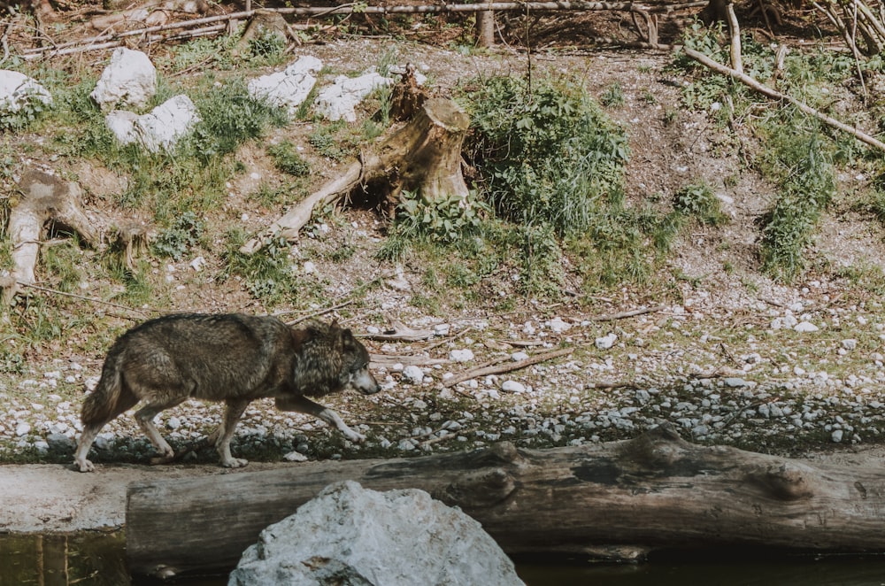 lobo caminhando ao lado do rio