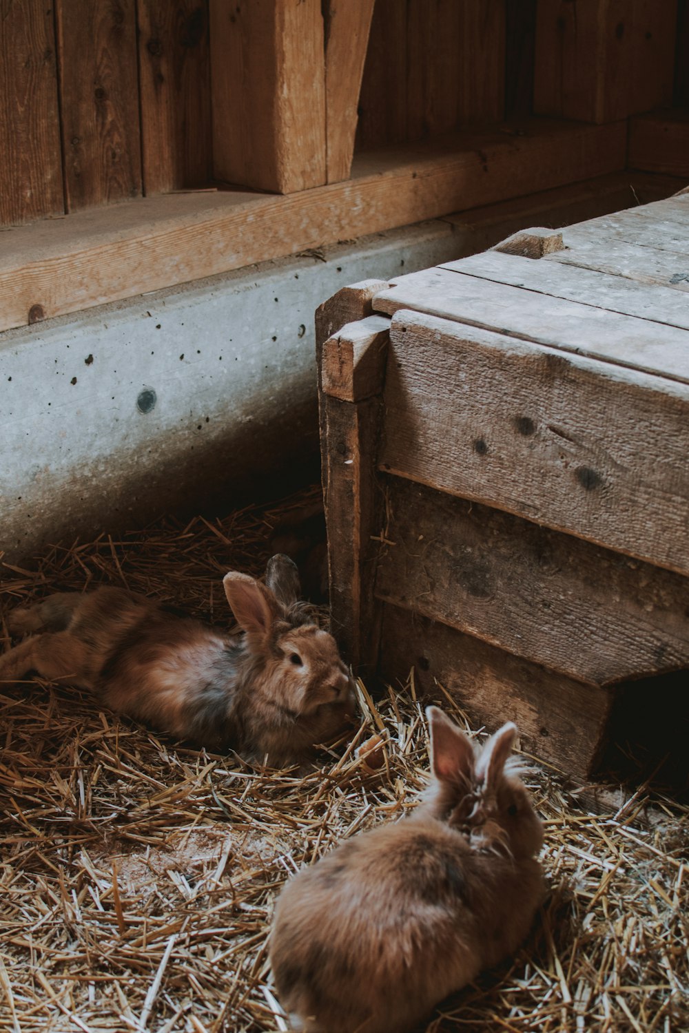 brown rabbit