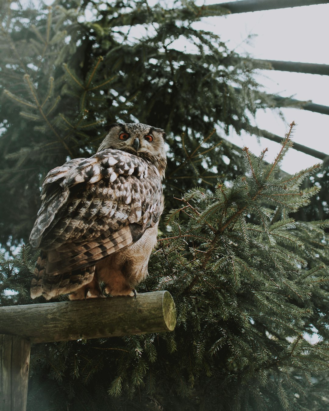 brown owl